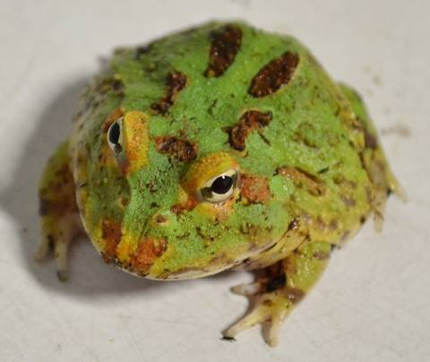 Baby Green Pacman Frog - Bay Bridge Aquarium and Pet