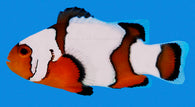 Snowflake Clownfish