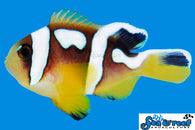 Spotcinctus Clownfish