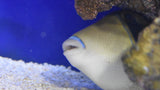 Humu Rectangle Triggerfish