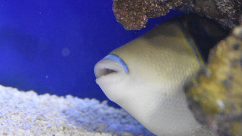 Rectangular Trigger Fish Humu Rectangle Triggerfish – Bay Bridge Aquarium