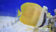 Vagabond Butterflyfish