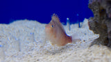 Red Hawkfish