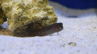 Tailspot Blenny