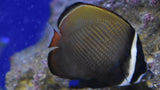 Pakistan Butterflyfish