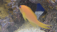 Lyretail Anthias