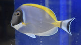 Powder Blue Tang