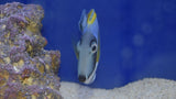 Powder Blue Tang