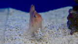 Red Hawkfish