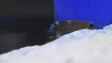Forktail Blenny