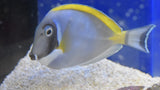 Powder Blue Tang