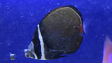 Pakistan Butterflyfish