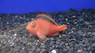 Flame Hawkfish