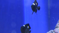 Threespot Damselfish