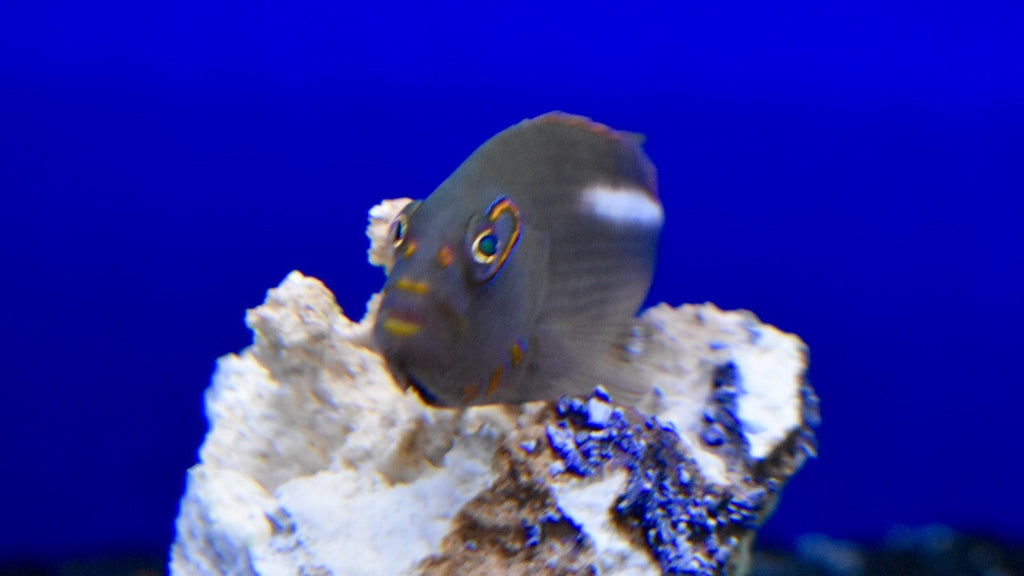 Arc Eye Hawkfish – Bay Bridge Aquarium