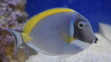 Powder Blue Tang