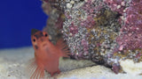 Flame Hawkfish