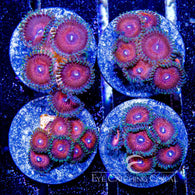 ECC Strawberry Vino Zoanthid Frag