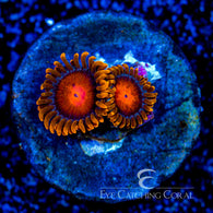 ECC Bam Bam Zoanthid Frag