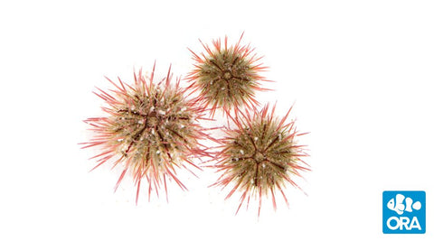 ORA Pincushion Sea Urchin