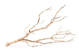 Galapagos Staghorn Wood Manzanita Branch