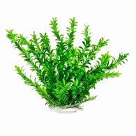 Aquatop Hygro Plant Green 20" - Bay Bridge Aquarium and Pet